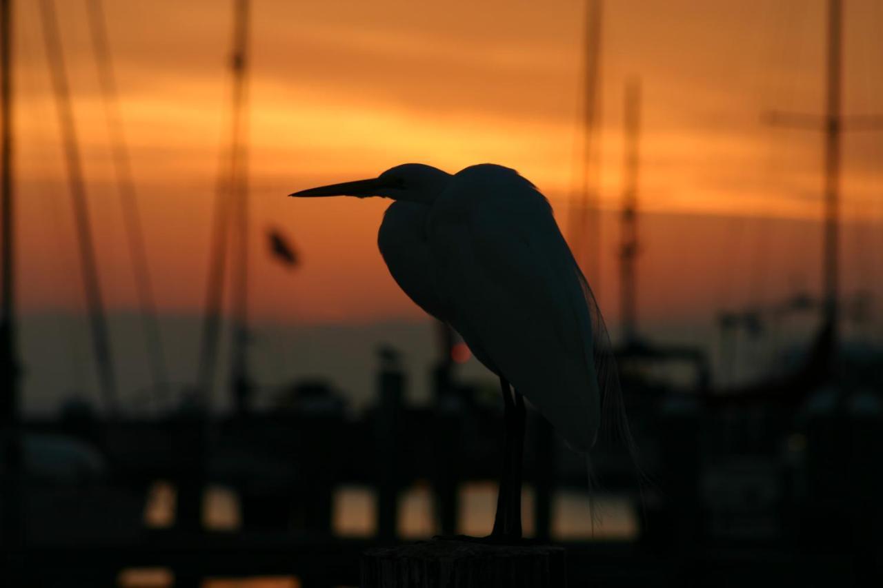 Whooping Crane Manor B & B Rockport Dış mekan fotoğraf